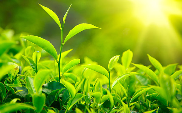 Nguồn gốc lịch sử của lá trà xanh