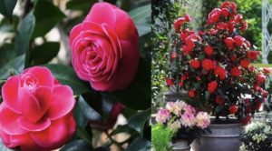 Cách chăm sóc hoa trà - trồng hoa trà