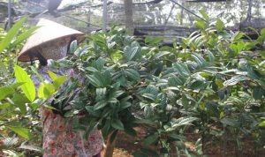 Kỹ thuật chăm sóc hoa trà ra hoa ngày tết