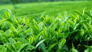 vận chuyển và chế biến lá trà