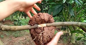 Chiết cành được nhân giống bằng cách tách cành từ cây mẹ
