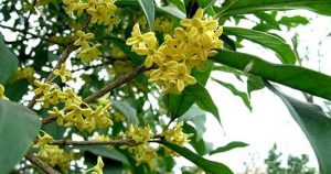 Lợi ích của cây mộc mang lại