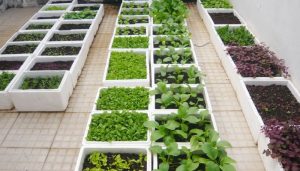 Cách trồng rau sạch tại nhà hiệu quả