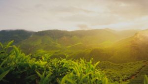 Sự phát triển và góp phần của Trà Thảo Mộc 365 trong bảo tồn và phát huy truyền thống trà Việt