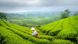Trà trong văn hóa và lịch sử Việt Nam