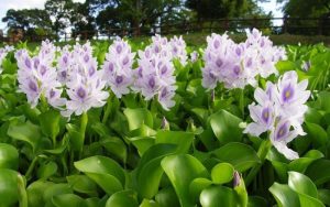mô hình xử lý nước thải bằng thực vật