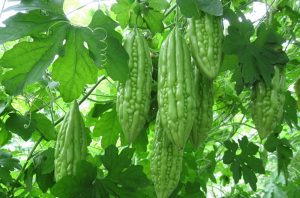 Hạt giống khổ qua