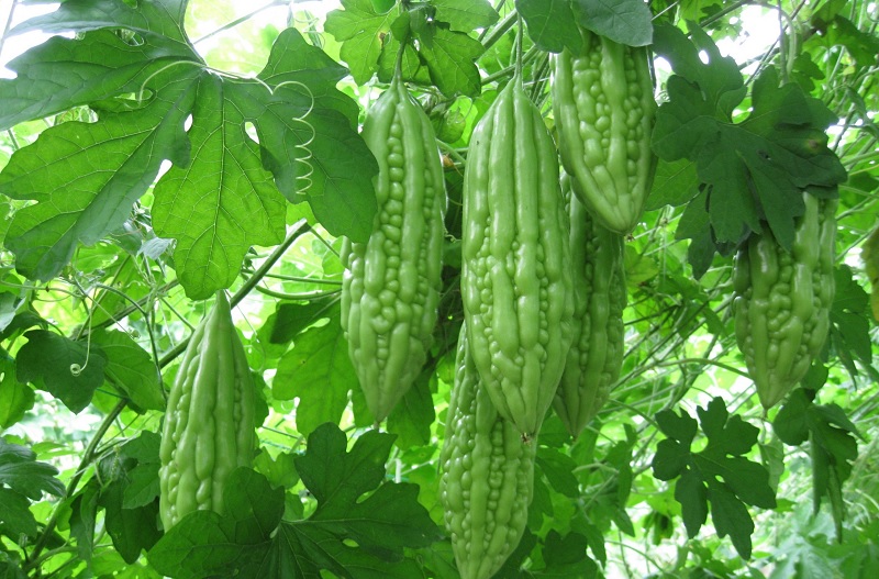 Hạt giống khổ qua