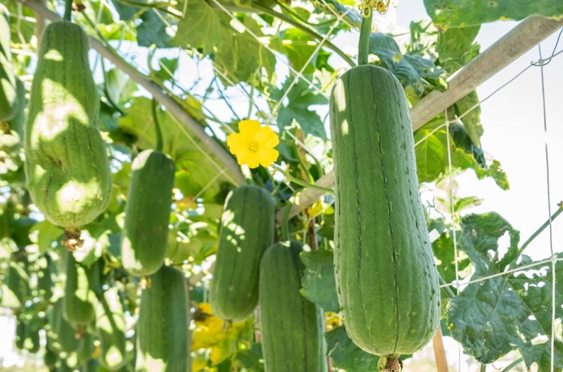 Hạt giống mướp hương