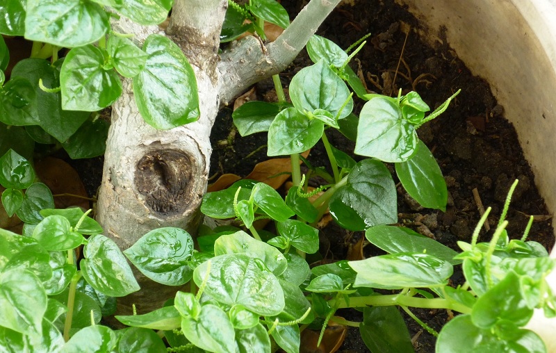 Hạt giống rau càng cua