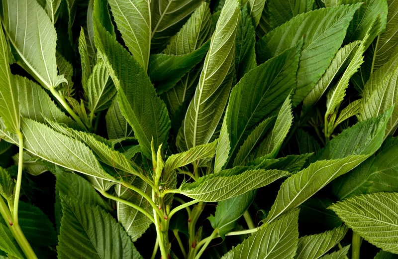 Hạt giống rau đay