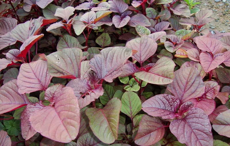 Hạt giống rau dền