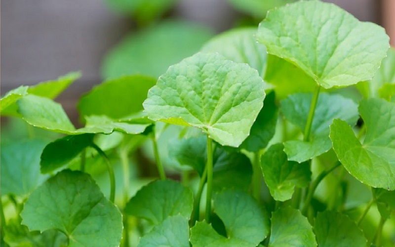 Hạt giống rau má