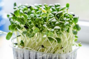 Hạt giống các loại rau mầm