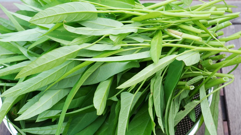 Hạt giống rau muống