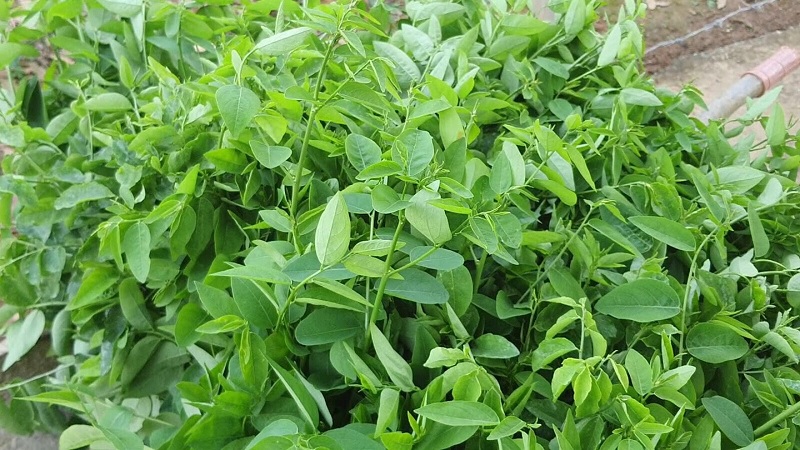 Hạt giống rau ngót