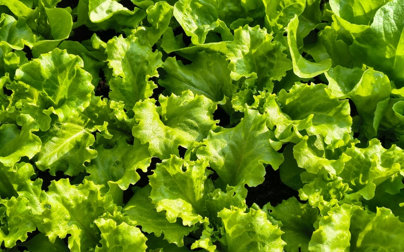 Hạt giống xà lách