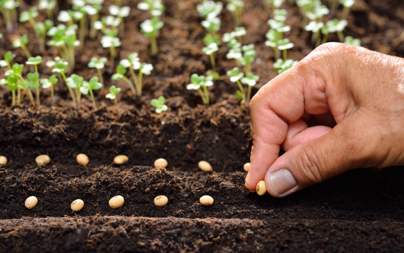 Tiêu chí lựa chọn hạt giống rau dễ trồng